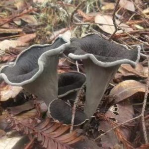 Grey horn fungus