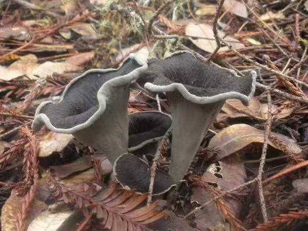 Grey horn fungus