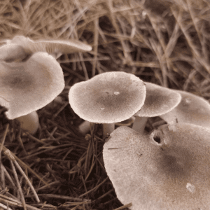Little grey mushroom