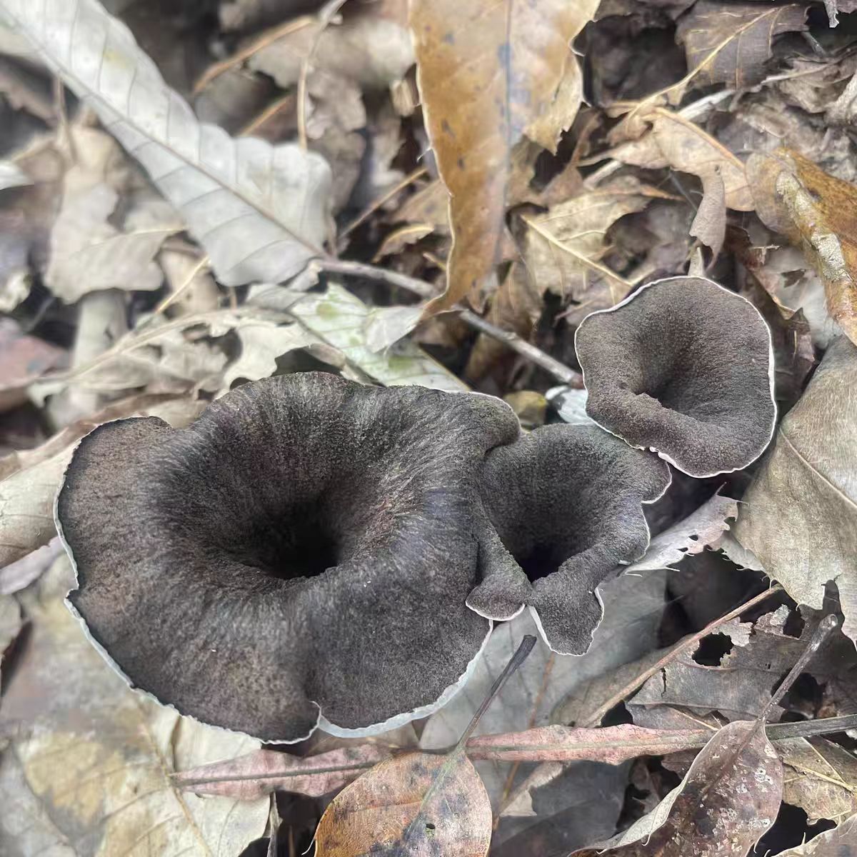 Grey horn fungus - 图片 2