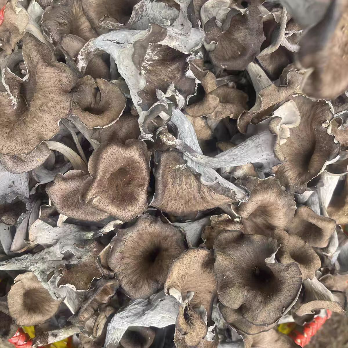 Grey horn fungus - 图片 3