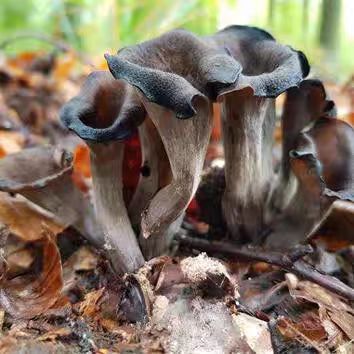 Grey horn fungus - 图片 4