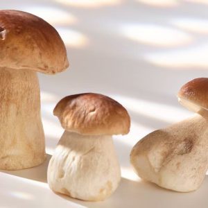 Porcini