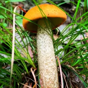 Porcini with wart handle