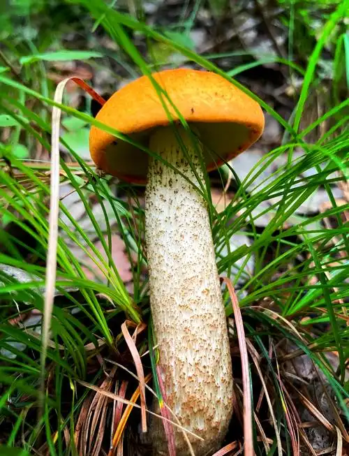 Porcini with wart handle