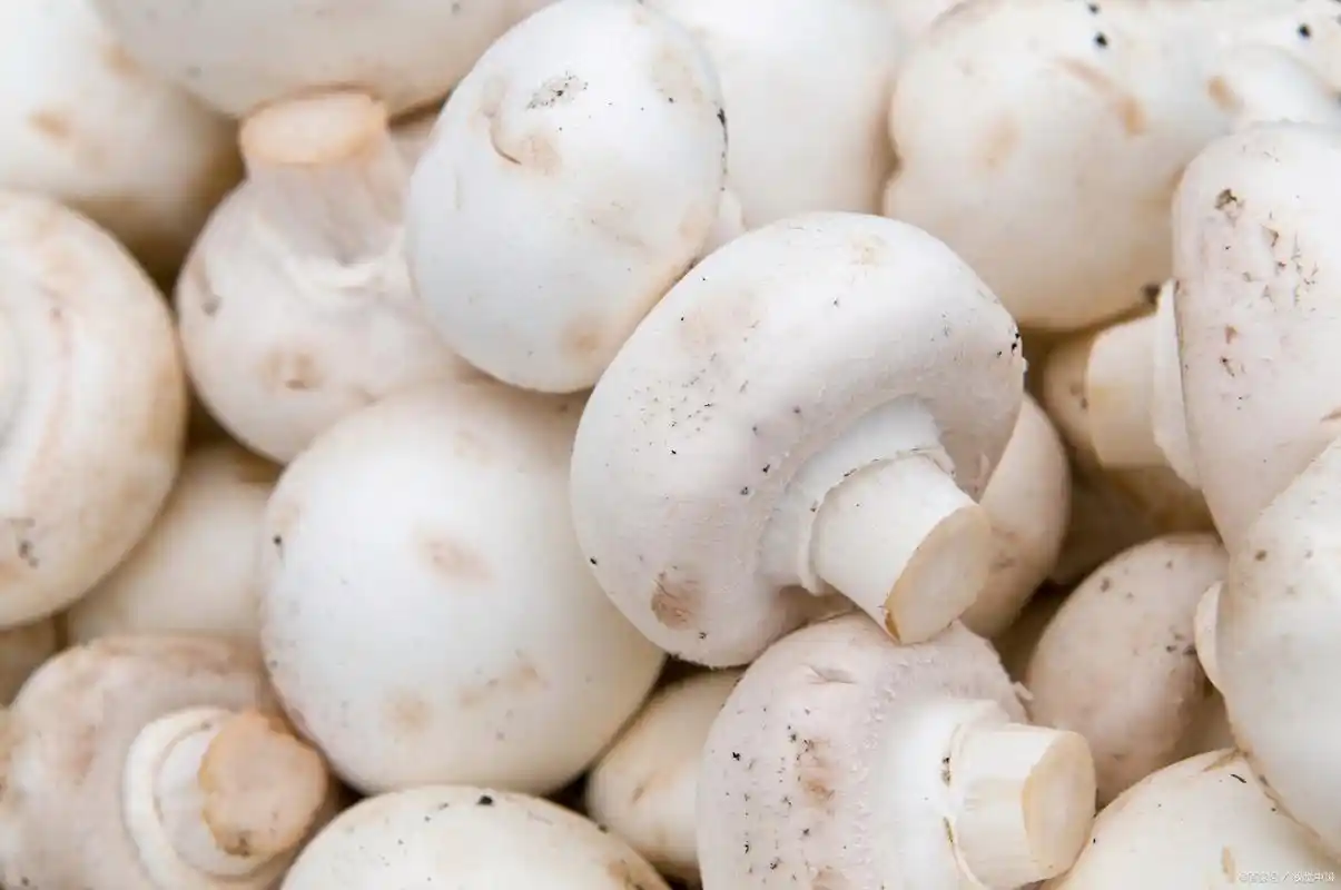 White mushroom - 图片 2