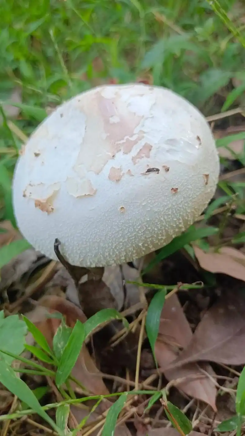White mushroom - 图片 3