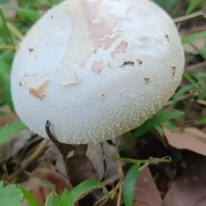 White mushroom