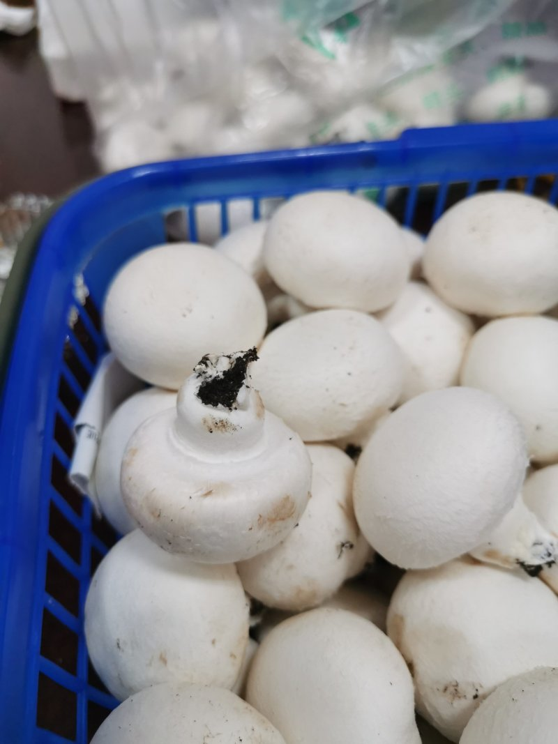 White mushroom - 图片 4