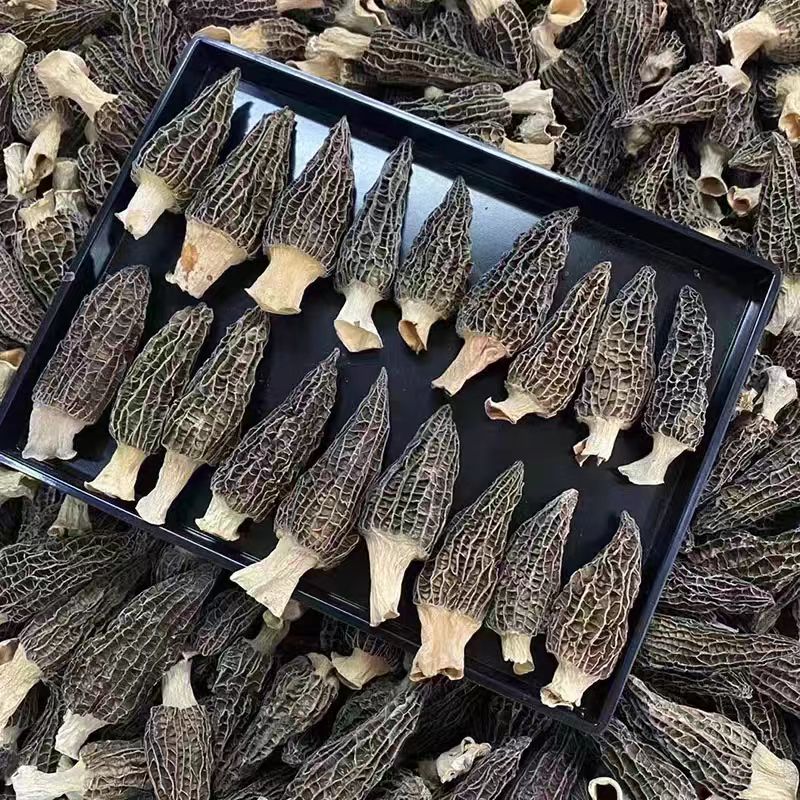 Morel - 图片 4