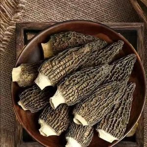 Morel