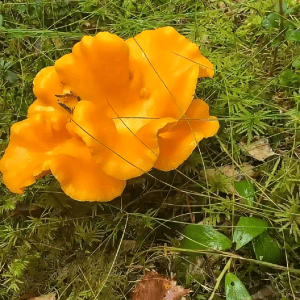 Chanterelle