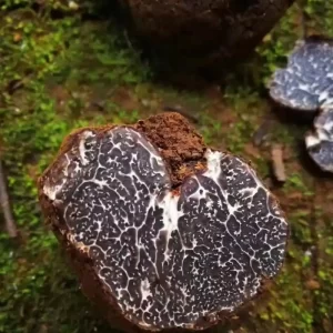 Black truffle